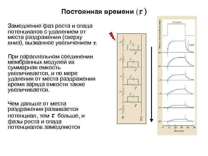 Постоянная времени ( ) Замедление фаз роста и спада потенциалов с удалением от места