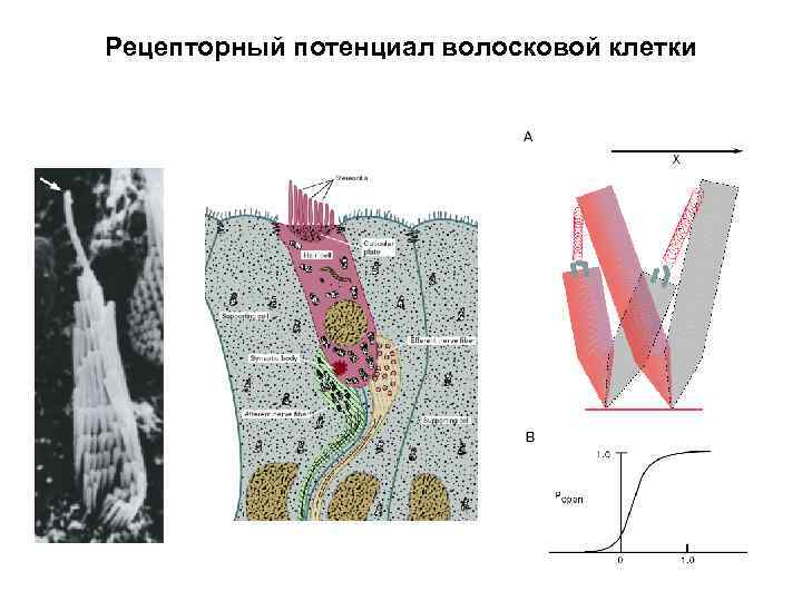 Рецепторный потенциал волосковой клетки 