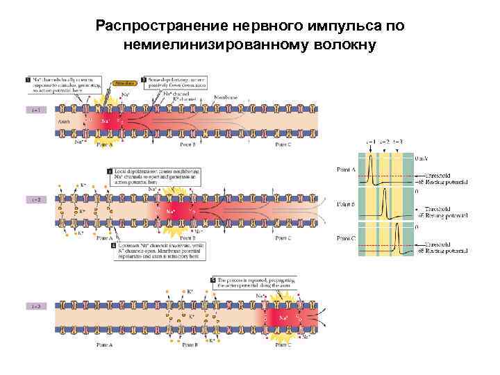 Распространение нервного импульса по немиелинизированному волокну 