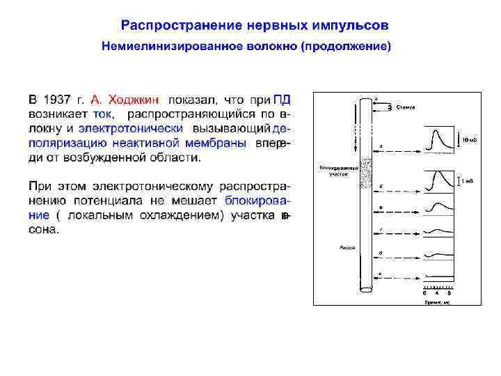 Электротон. Электротонический потенциал. Пассивный электротонический потенциал. Электротонический потенциал физиология. Электротоническое распространение возбуждения.