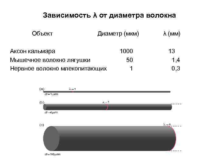 Зависимость λ от диаметра волокна Объект Диаметр (мкм) Аксон кальмара Мышечное волокно лягушки Нервное