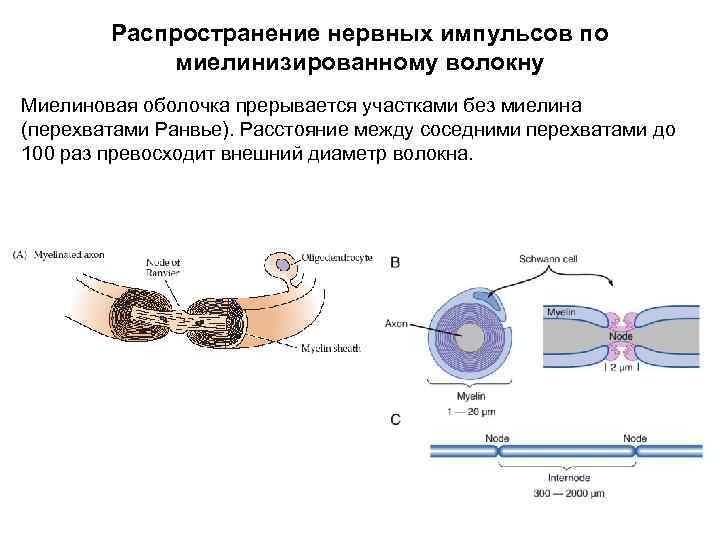 Распространение нервных импульсов по миелинизированному волокну Миелиновая оболочка прерывается участками без миелина (перехватами Ранвье).