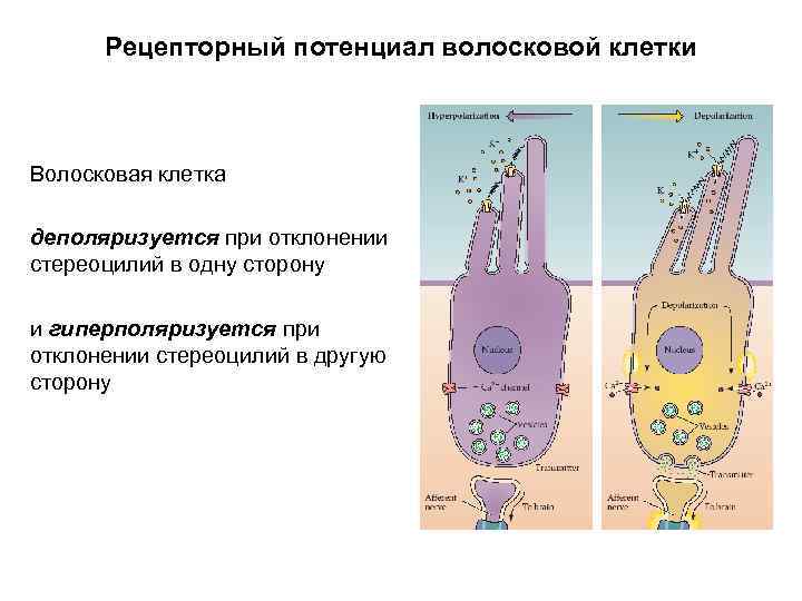 Рецепторный потенциал волосковой клетки Волосковая клетка деполяризуется при отклонении стереоцилий в одну сторону и