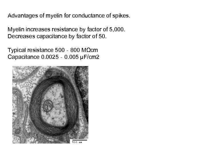 Advantages of myelin for conductance of spikes. Myelin increases resistance by factor of 5,