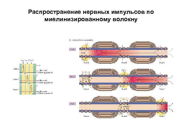 Распространение нервных импульсов по миелинизированному волокну 