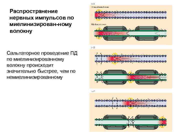 Распространение нервных импульсов по миелинизирован-ному волокну Сальтаторное проведение ПД по миелинизированному волокну происходит значительно