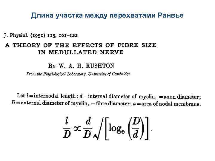 Длина участка между перехватами Ранвье 