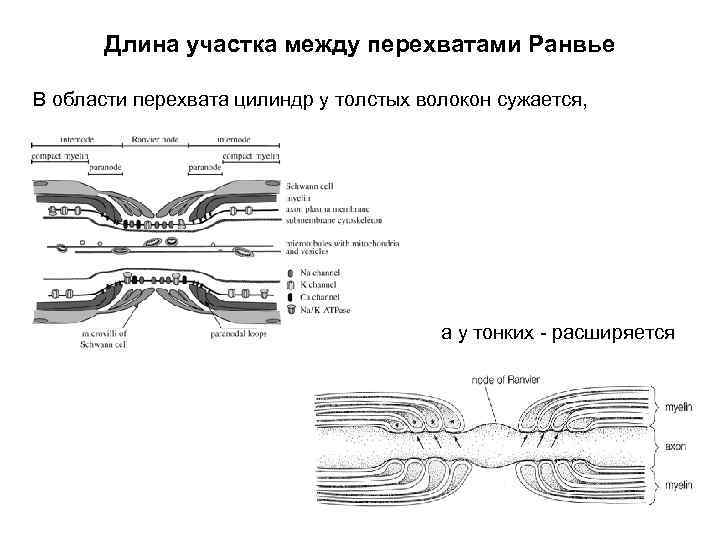 Длина участка между перехватами Ранвье В области перехвата цилиндр у толстых волокон сужается, а