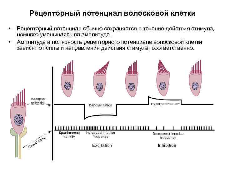 Рецепторный потенциал волосковой клетки • • Рецепторный потенциал обычно сохраняется в течение действия стимула,