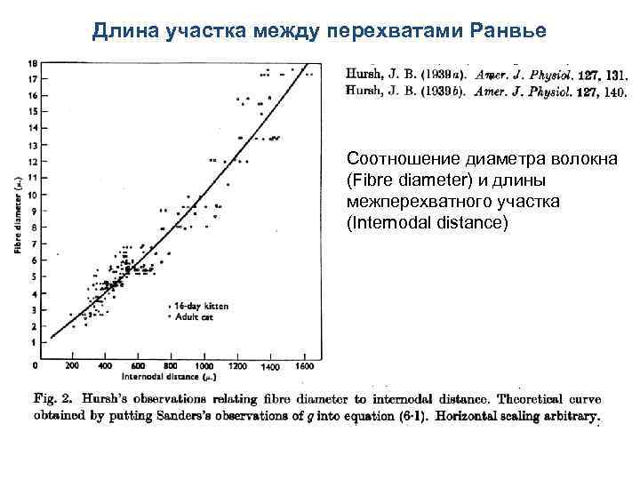 Длина участка между перехватами Ранвье Соотношение диаметра волокна (Fibre diameter) и длины межперехватного участка