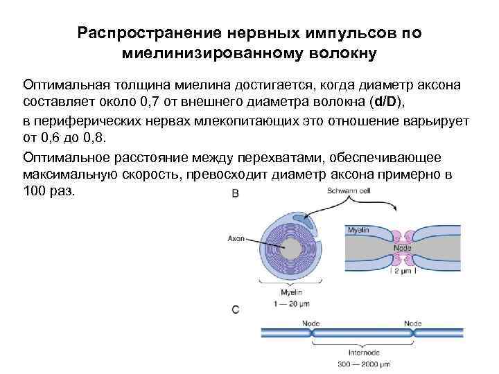 Распространение нервных импульсов по миелинизированному волокну Оптимальная толщина миелина достигается, когда диаметр аксона составляет