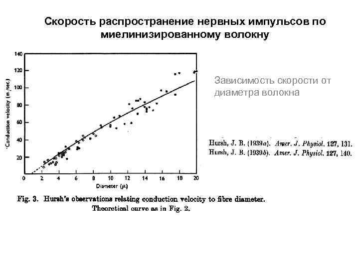 Скорость распространение нервных импульсов по миелинизированному волокну Зависимость скорости от диаметра волокна 