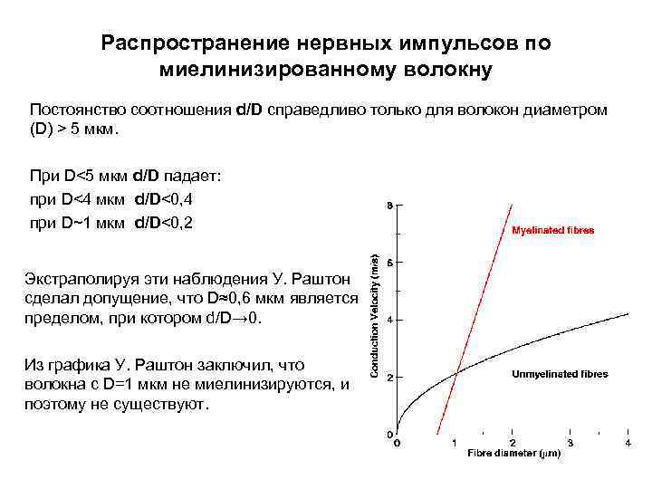 Распространение нервных импульсов по миелинизированному волокну Постоянство соотношения d/D справедливо только для волокон диаметром