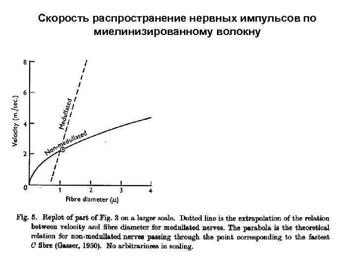 Скорость распространение нервных импульсов по миелинизированному волокну 