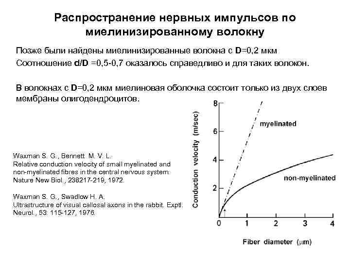 Распространение нервных импульсов по миелинизированному волокну Позже были найдены миелинизированные волокна с D=0, 2