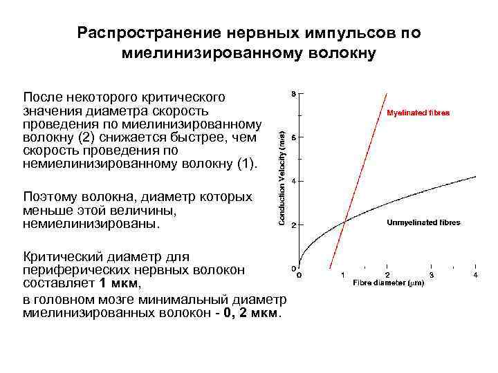 Распространение нервных импульсов по миелинизированному волокну После некоторого критического значения диаметра скорость проведения по