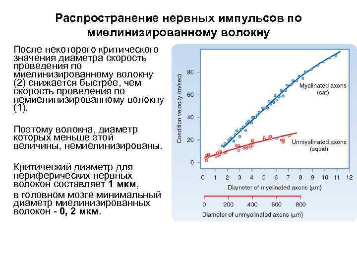 Распространение нервных импульсов по миелинизированному волокну После некоторого критического значения диаметра скорость проведения по