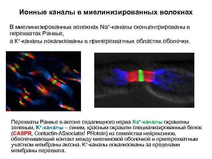 Ионные каналы в миелинизированных волокнах В миелинизированных волокнах Na+-каналы сконцентрированы в перехватах Ранвье, а