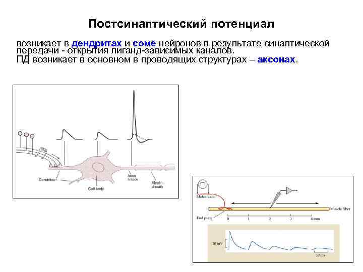 Постсинаптический потенциал возникает в дендритах и соме нейронов в результате синаптической передачи - открытия
