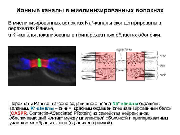 Ионные каналы в миелинизированных волокнах В миелинизированных волокнах Na+-каналы сконцентрированы в перехватах Ранвье, а