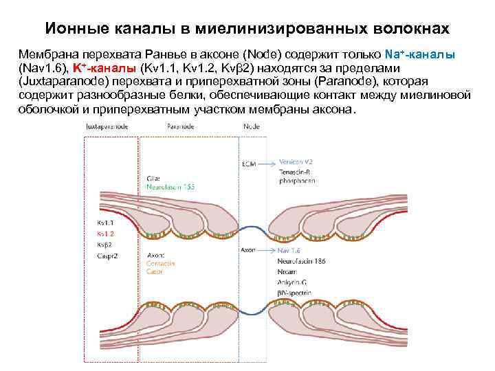 Ионные каналы в миелинизированных волокнах Мембрана перехвата Ранвье в аксоне (Node) содержит только Na+-каналы