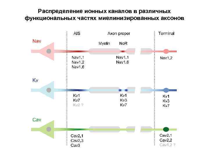 Распределение ионных каналов в различных функциональных частях миелинизированных аксонов 