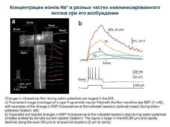 Концентрация ионов Na+ в разных частях миелинизированного аксона при его возбуждении Changes in intracellular