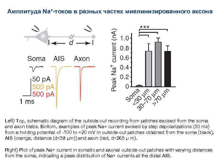 Амплитуда Na+-токов в разных частях миелинизированного аксона Left) Top, schematic diagram of the outside-out