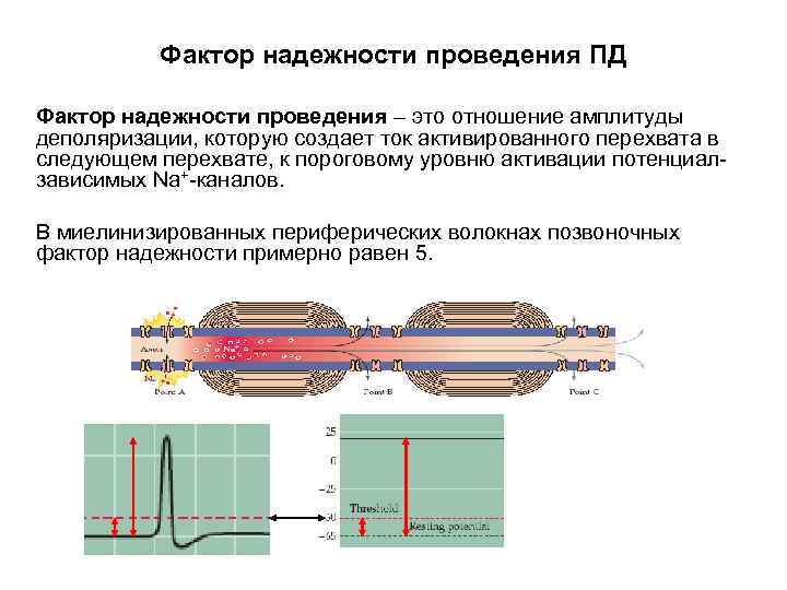 Фактор надежности проведения ПД Фактор надежности проведения – это отношение амплитуды деполяризации, которую создает