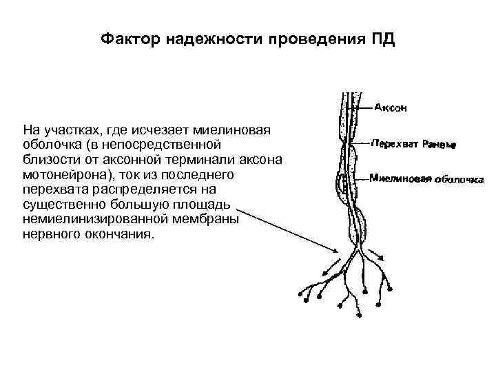 Фактор надежности проведения ПД На участках, где исчезает миелиновая оболочка (в непосредственной близости от