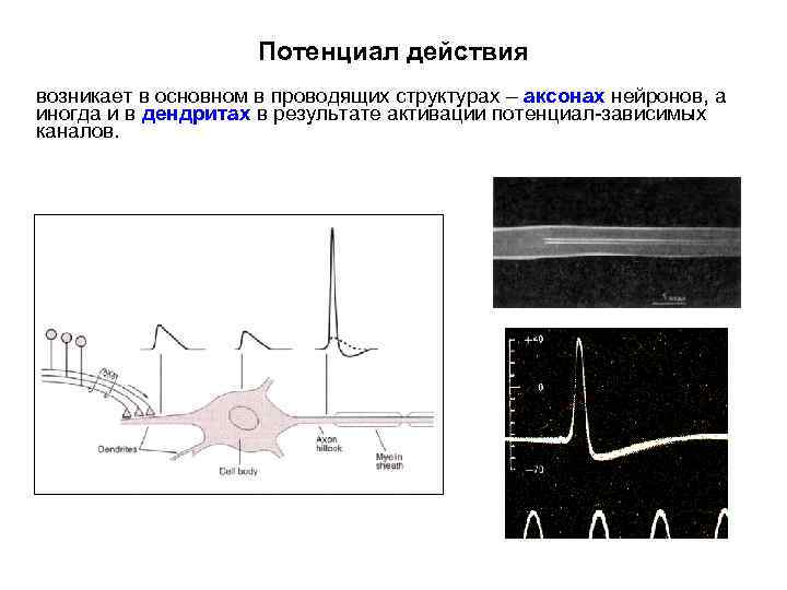 Потенциал действия возникает в основном в проводящих структурах – аксонах нейронов, а иногда и