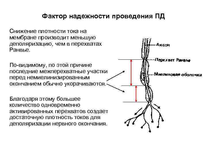 Фактор надежности проведения ПД Снижение плотности тока на мембране производит меньшую деполяризацию, чем в