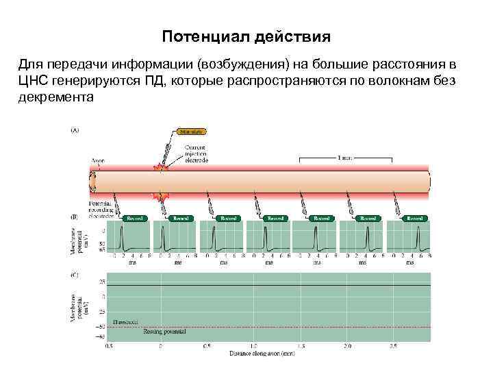 Потенциал действия Для передачи информации (возбуждения) на большие расстояния в ЦНС генерируются ПД, которые