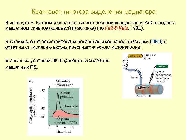 Квантовая гипотеза выделения медиатора Выдвинута Б. Катцем и основана на исследованиях выделения Ац. Х