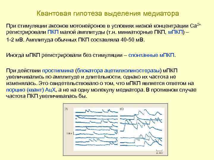 Квантовая гипотеза выделения медиатора При стимуляции аксонов мотонейронов в условиях низкой концентрации Са 2+