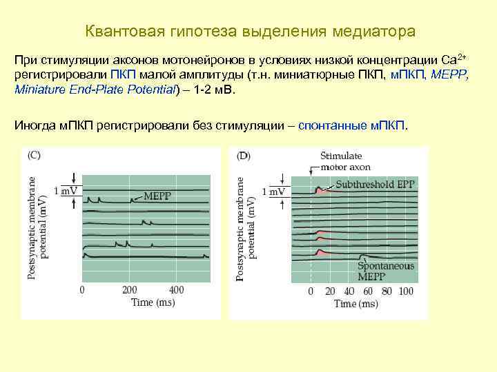 Квантовая гипотеза выделения медиатора При стимуляции аксонов мотонейронов в условиях низкой концентрации Са 2+