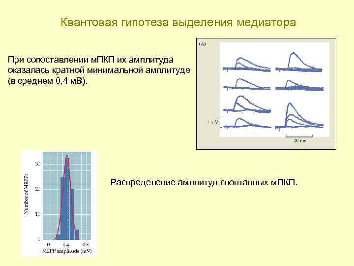 Квантовая гипотеза выделения медиатора При сопоставлении м. ПКП их амплитуда оказалась кратной минимальной амплитуде