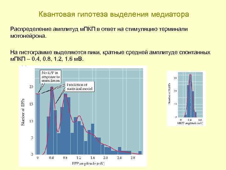 Квантовая гипотеза выделения медиатора Распределение амплитуд м. ПКП в ответ на стимуляцию терминали мотонейрона.