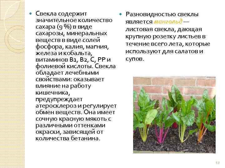  Свекла содержит значительное количество сахара (9 %) в виде сахарозы, минеральных веществ в