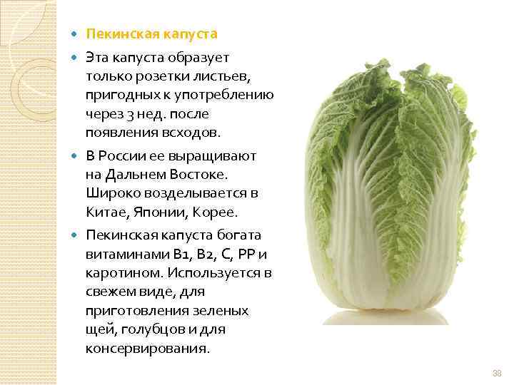 Пекинская капуста Эта капуста образует только розетки листьев, пригодных к употреблению через 3 нед.