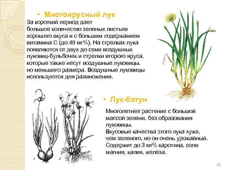  • Многоярусный лук За короткий период дает большое количество зеленых листьев хорошего вкуса