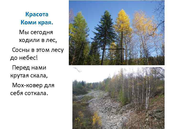 Красота Коми края. Мы сегодня ходили в лес, Сосны в этом лесу до небес!