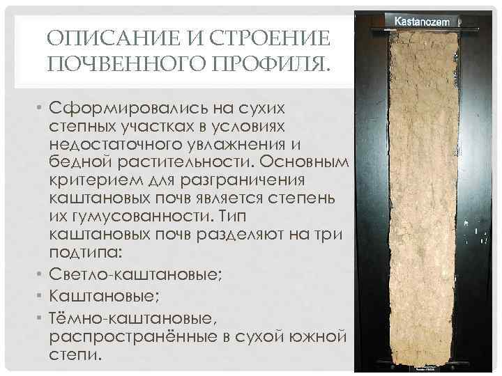 ОПИСАНИЕ И СТРОЕНИЕ ПОЧВЕННОГО ПРОФИЛЯ. • Сформировались на сухих степных участках в условиях недостаточного