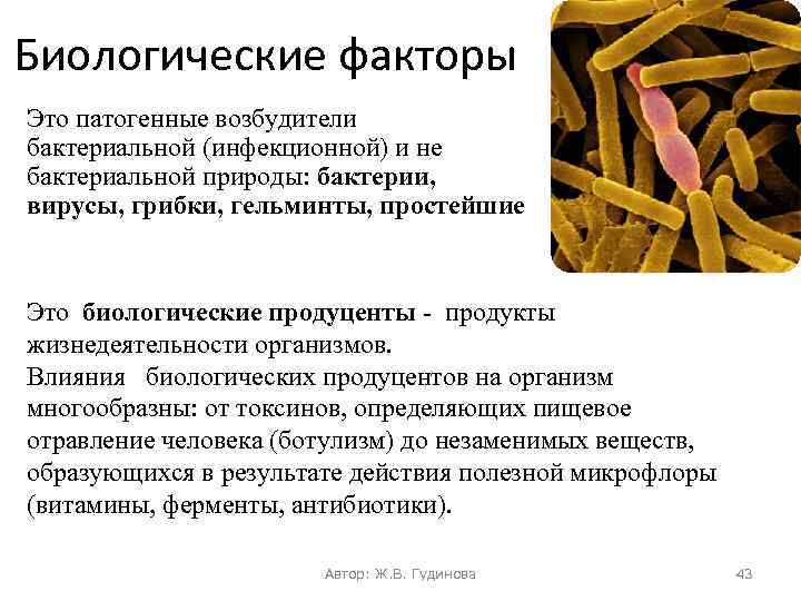 Биологические факторы Это патогенные возбудители бактериальной (инфекционной) и не бактериальной природы: бактерии, вирусы, грибки,