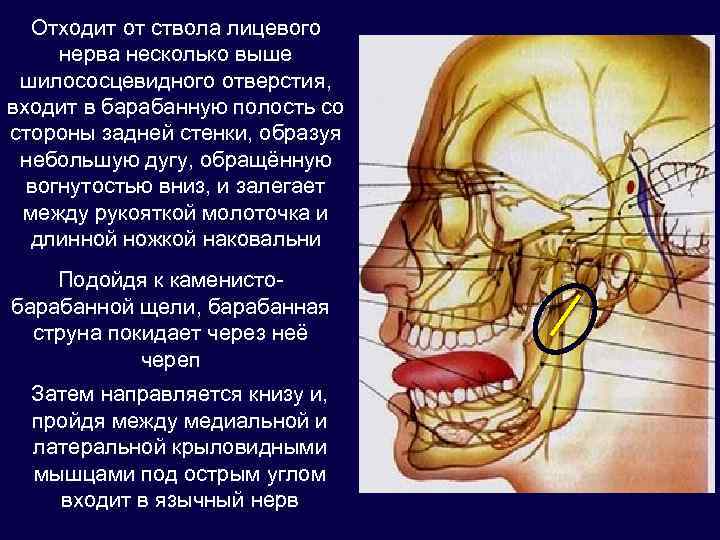 Нервы лицевого черепа. Лицевой нерв. Отверстие канала лицевого нерва. Шилососцевидное отверстие нерв. Шилососцевидное отверстие лицевой нерв.