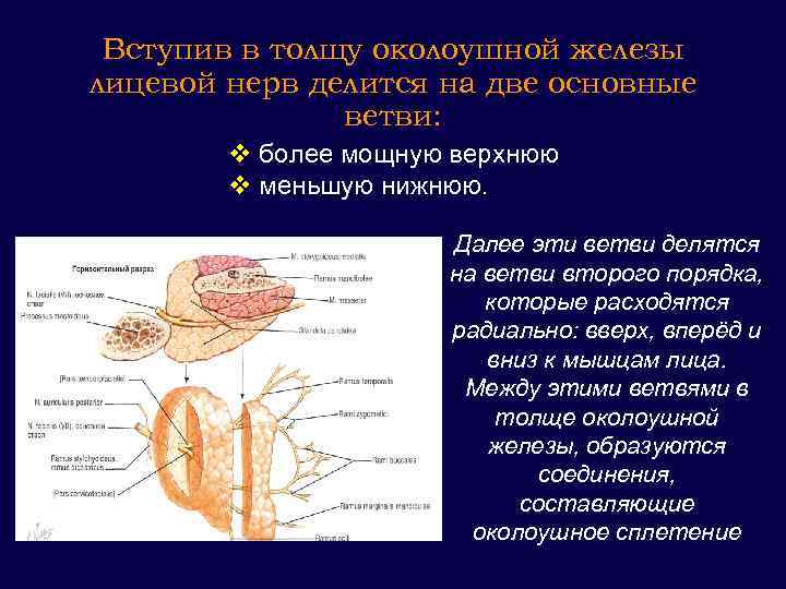 Околоушная железа строение. Околоушная железа анатомия расположение. Конечные ветви околоушного сплетения лицевого нерва. Околоушная слюнная железа нерв. Иннервация слюнных желез анатомия.