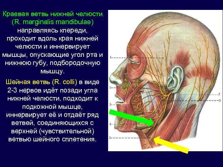 Лицевой нерв челюсти. Nervus Facialis иннервирует мышцу. Нижняя краевая ветвь лицевого нерва. Краевая ветвь нижней челюсти. Краевая ветвь нижней челюсти лицевого нерва.