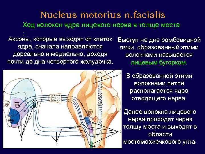 Волокна лицевого нерва. Двигательные волокна лицевого нерва. Ядра лицевого нерва. Лицевой нерв (n. Facialis). Лицевой нерв ход волокон.