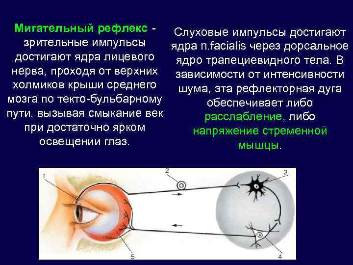 Рефлекторная дуга мигательного рефлекса рисунок с подписями