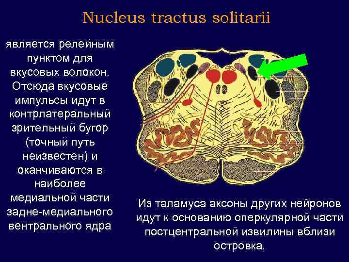 Nucleus tractus solitarii является релейным пунктом для вкусовых волокон. Отсюда вкусовые импульсы идут в